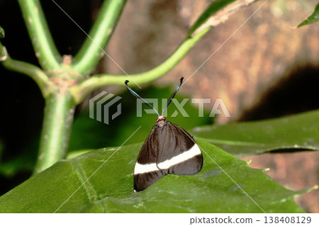 Firefly Firefly 138408129