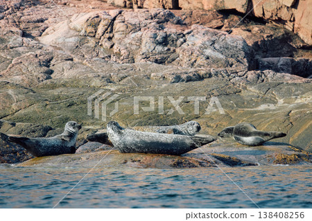 Few navy seals bask on the rocky shore at sunset in Teriberka, Murmansk region, Russia 138408256