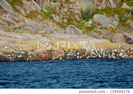 different birds, ducks and seagulls are sitting basking in the sun on the coast of the Barents Sea at sunny weather, the rocky shore with colourful arctic carpet of moss, yagel, Tundra at autumn different birds, ducks and seagulls are sitting basking in the sun on the coast of the Barents Sea at sunny weather, the rocky shore with colourful arctic carpet of moss, yagel, Tundra at autumn 138408278