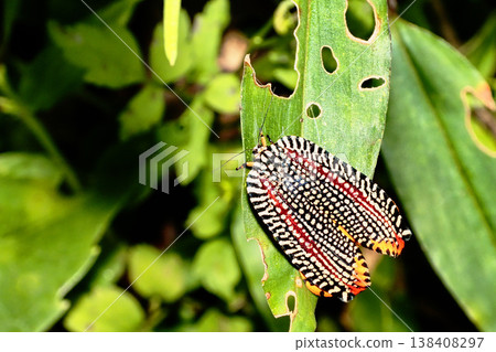 天鵝絨hamaki 138408297