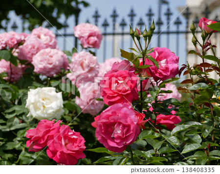 Varietal elite roses blooming. Rosengarten Volksgarten in Vienna. Pink and white Floribunda English Tea rose flowers 138408335