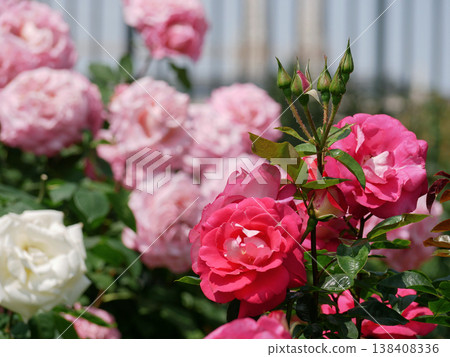 Varietal elite roses blooming. Rosengarten Volksgarten in Vienna. Pink and white Floribunda English Tea rose flowers Varietal elite roses blooming. Rosengarten Volksgarten in Vienna. Pink and white Floribunda English Tea rose flowers 138408336