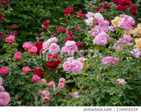 Varietal elite roses blooming. Rosengarten Volksgarten in Vienna. Pink and white Floribunda English Tea rose flowers Varietal elite roses blooming. Rosengarten Volksgarten in Vienna. Pink and white Floribunda English Tea rose flowers 138408339