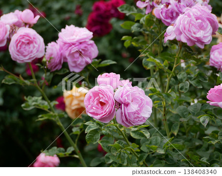 Varietal elite roses blooming. Rosengarten Volksgarten in Vienna. Pink and white Floribunda English Tea rose flowers Varietal elite roses blooming. Rosengarten Volksgarten in Vienna. Pink and white Floribunda English Tea rose flowers 138408340