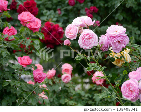 Varietal elite roses blooming. Rosengarten Volksgarten in Vienna. Pink and red Floribunda rose flowers. Varietal elite roses blooming. Rosengarten Volksgarten in Vienna. Pink and red Floribunda rose flowers. 138408341