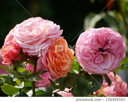 Blooming Pink and Orange English Roses Garden Bush in Sunlight, Lush Floral Background Blooming Pink and Orange English Roses Garden Bush in Sunlight, Lush Floral Background 138408345
