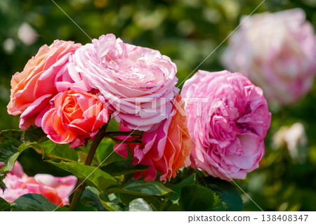 Blooming Pink and Orange English Roses Garden Bush in Sunlight, Lush Floral Background Blooming Pink and Orange English Roses Garden Bush in Sunlight, Lush Floral Background 138408347