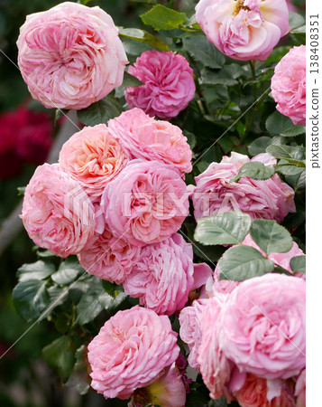 Pink English Garden Roses David Austin Style Blooming Floral Background. Rosengarten Volksgarten in Vienna. Pink English Garden Roses David Austin Style Blooming Floral Background. Rosengarten Volksgarten in Vienna. 138408351