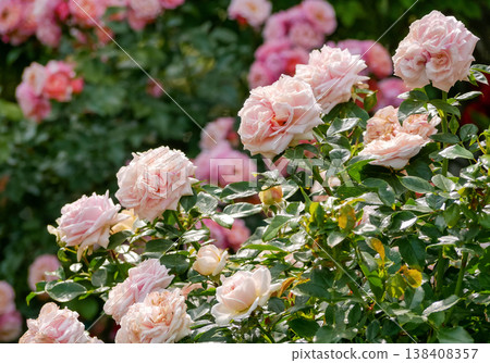 Blush Pink English Garden Rose Bloom in Natural Light, Romantic Floral Background Blush Pink English Garden Rose Bloom in Natural Light, Romantic Floral Background 138408357