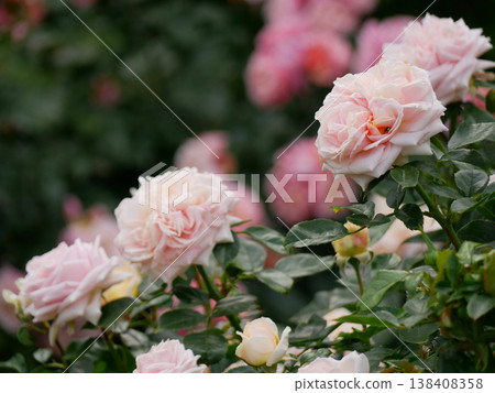 Blush Pink English Garden Rose Bloom in Natural Light, Romantic Floral Background 138408358