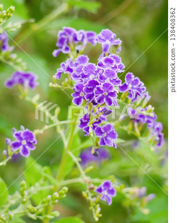 Duranta Erecta Purple Flowers in Bloom, Tropical Garden Close-Up Duranta Erecta Purple Flowers in Bloom, Tropical Garden Close-Up 138408362