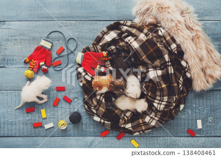 Kittens and mittens. White, Red and grey newborn kittens in a plaid blanket. Sweet adorable tiny kittens on a serenity blue wood play with cat toy and mittens. Funny kittens crawling and meowing 138408461