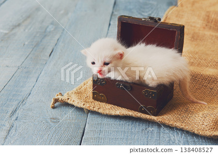 A small white kitten sits inside a brown treasure chest resting on a textured surface. The kitten looks curious and playful while exploring its surroundings. A small white kitten sits inside a brown treasure chest resting on a textured surface. The kitten looks curious and playful while exploring its surroundings. 138408527