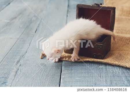 A small white kitten is trying to climb out of a wooden box. The kitten appears curious as it looks around. The scene has light colors and a natural setting during daytime. A small white kitten is trying to climb out of a wooden box. The kitten appears curious as it looks around. The scene has light colors and a natural setting during daytime. 138408616