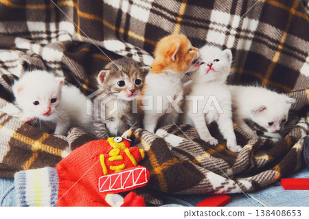 Kittens and mittens. White, Red and grey newborn kittens in a plaid blanket. Sweet adorable tiny kittens on a serenity blue wood play with cat toy and mittens. Funny kittens crawling and meowing 138408653