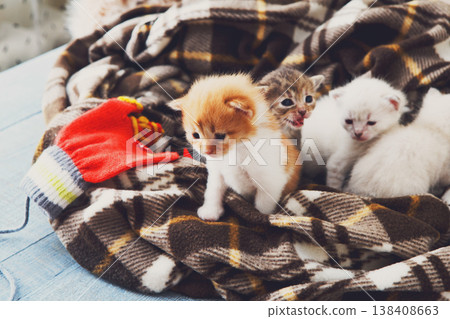 Kittens and mittens. White, Red and grey newborn kittens in a plaid blanket. Sweet adorable tiny kittens on a serenity blue wood play with cat toy and mittens. Funny kittens crawling and meowing 138408663