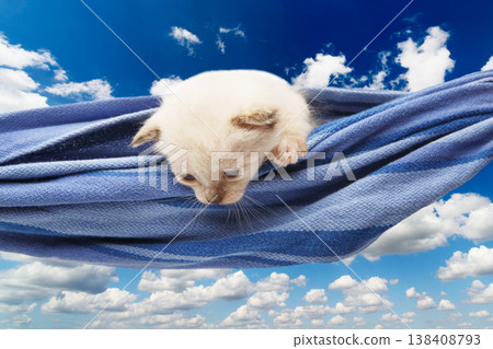 White kitten in a hammock. Cute white kitten in a blue hammock having rest, look down, curious at blue sky background. Adorable pet. Small heartwarming kitten. Little cat. High key White kitten in a hammock. Cute white kitten in a blue hammock having rest, look down, curious at blue sky background. Adorable pet. Small heartwarming kitten. Little cat. High key 138408793