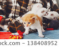 Kittens and mittens. White, Red and grey newborn kittens in a plaid blanket. Sweet adorable tiny kittens on a serenity blue wood play with cat toy and mittens. Funny kittens crawling and meowing 138408952