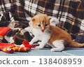 Kittens and mittens. White, Red and grey newborn kittens in a plaid blanket. Sweet adorable tiny kittens on a serenity blue wood play with cat toy and mittens. Funny kittens crawling and meowing 138408959