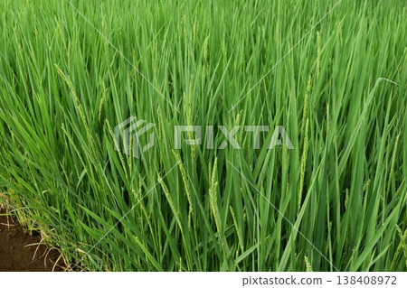 Paddy fields in early summer Southern Ibaraki Prefecture Paddy fields in early summer Southern Ibaraki Prefecture 138408972