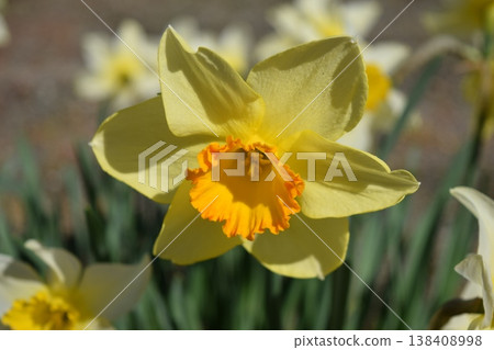 Daffodil flowers Daffodil flowers 138408998