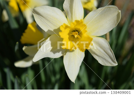 Daffodil flowers Daffodil flowers 138409001
