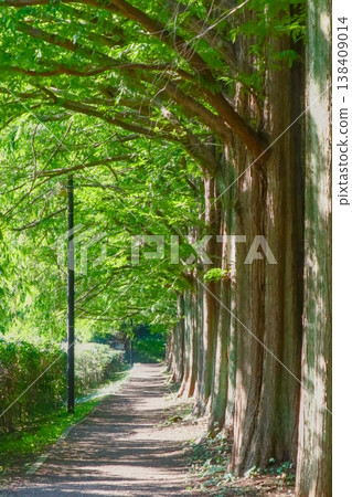 綠樹成蔭的街道，陽光斑駁地灑在步道上；垂直方向，清新自然的景色。 138409014