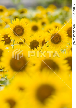 一簇簇向日葵沐浴在夏日的陽光下，構圖富有層次感，自然之美。 138409017