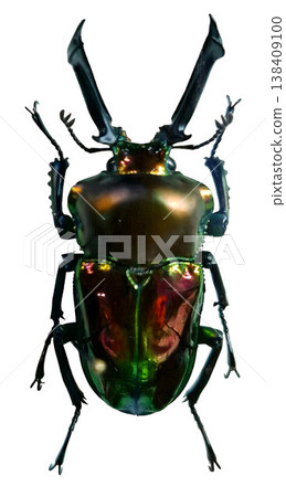 png, shiny butterfly, butterfly, blue, green, nature, wings, colors, isolation, metallic, insect, animal, wildlife, transparent, asterope, isolated, patterns, surface, details, colorful, flight, tropi png, shiny butterfly, butterfly, blue, green, nature, wings, colors, isolation, metallic, insect, animal, wildlife, transparent, asterope, isolated, patterns, surface, details, colorful, flight, tropi 138409100