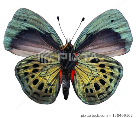 Bright blue green butterfly Asterope leprieuri is resting on a plain surface. Its wings are open wide, showing colorful patterns and details. The butterfly represents a vibrant part of nature. Bright blue green butterfly Asterope leprieuri is resting on a plain surface. Its wings are open wide, showing colorful patterns and details. The butterfly represents a vibrant part of nature. 138409102