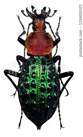 The shiny iridescent ground beetle Coptolabrus pustulifer is seen alone on a white surface. The beetle shows a unique color pattern and detailed texture on its shell. The shiny iridescent ground beetle Coptolabrus pustulifer is seen alone on a white surface. The beetle shows a unique color pattern and detailed texture on its shell. 138409103