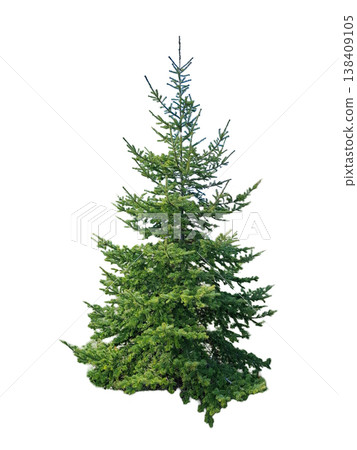 A young green spruce tree is isolated with a clear view of its branches and foliage. The setting shows no other plants or objects around it, highlighting the tree's form. 138409105