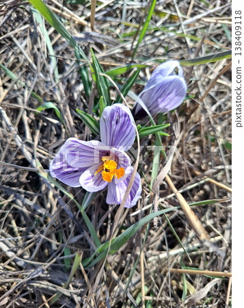 Crocus reticulatus Saffron flower blooms through dry grass in the spring. The purple stripes and orange stamens stand out in the sunlight. The scene captures nature's beauty and growth. 138409118