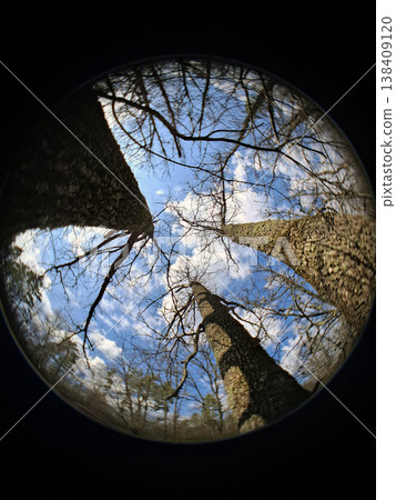 Looking up at tall trees with bare branches stretching into a blue sky. Soft white clouds drift above, creating a feeling of openness in a forested area during daylight. Looking up at tall trees with bare branches stretching into a blue sky. Soft white clouds drift above, creating a feeling of openness in a forested area during daylight. 138409120