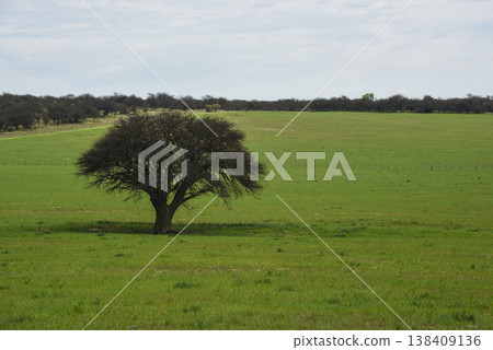 Lonely tree in Pampas Landscape, La Pampa province, Patagonia, Argentina Lonely tree in Pampas Landscape, La Pampa province, Patagonia, Argentina 138409136