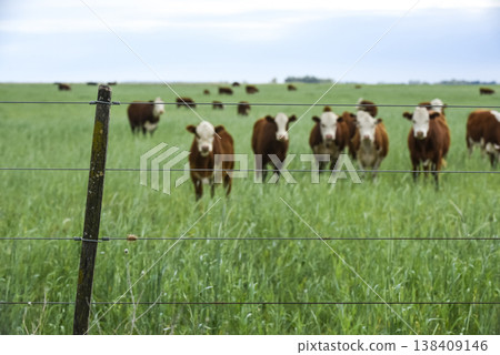 Countryside landscape with cows grazing, La Pampa, Argentina 138409146