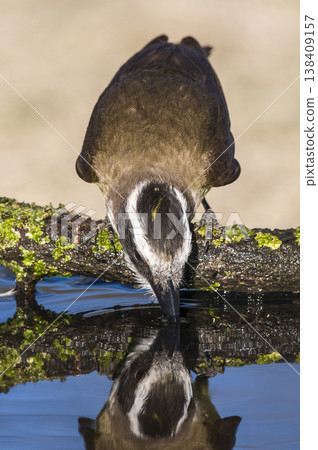 Great Kiskadee,  Pitangus sulphuratus, Calden forest, La Pampa, Argentina 138409157