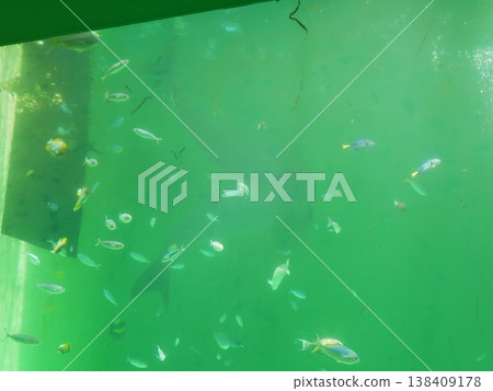 魚和儒艮 138409178