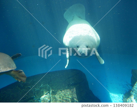A manatee stares intently at us. 138409182