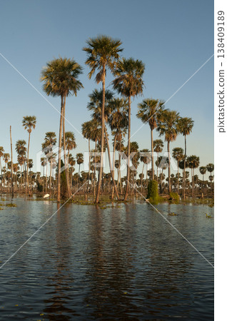 Palms landscape in La Estrella Marsh, Formosa province, Argentina. Palms landscape in La Estrella Marsh, Formosa province, Argentina. 138409189