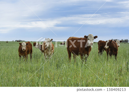 Cows grazing in Pampas Countryside, La Pampa province, Patagonia, Argentina. Cows grazing in Pampas Countryside, La Pampa province, Patagonia, Argentina. 138409213
