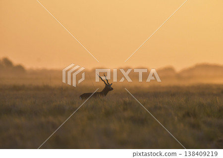Male Blackbuck Antelope in Pampas plain environment, La Pampa province, Argentina Male Blackbuck Antelope in Pampas plain environment, La Pampa province, Argentina 138409219