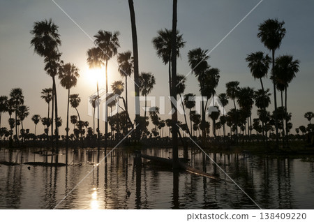 Palms landscape in La Estrella Marsh, Formosa province, Argentina. Palms landscape in La Estrella Marsh, Formosa province, Argentina. 138409220