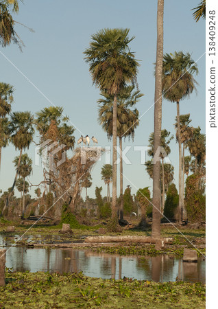 Palms landscape in La Estrella Marsh, Formosa province, Argentina. 138409248