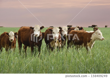 Countryside landscape with cows grazing, La Pampa, Argentina Countryside landscape with cows grazing, La Pampa, Argentina 138409249