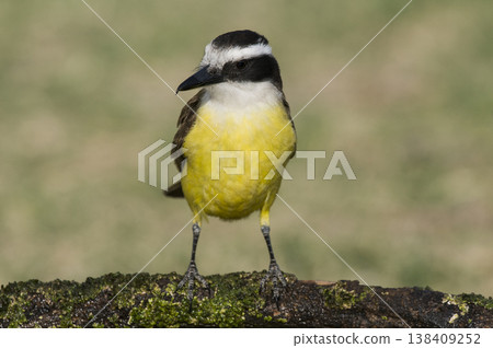Great Kiskadee,  Pitangus sulphuratus, Calden forest, La Pampa, Argentina 138409252