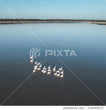 Coscoroba swans in lagoon envirinment, La Pampa 138409253