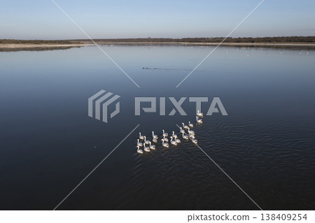 Coscoroba swans in lagoon envirinment, La Pampa 138409254