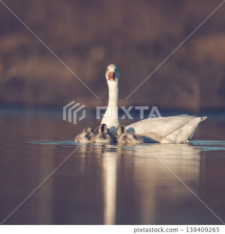 Coscoroba swans with chicks, La Pampa 138409265