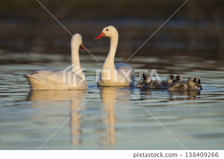 Coscoroba swans with chicks, La Pampa 138409266